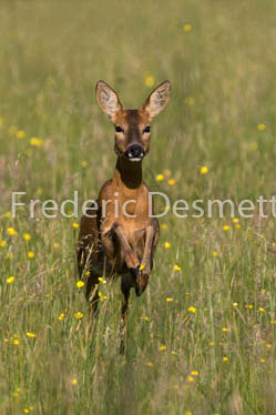 Roe deer (Capreolus capreolus)-43