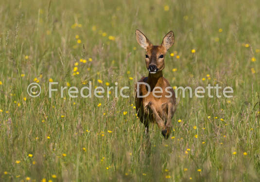 Roe deer (Capreolus capreolus)-44