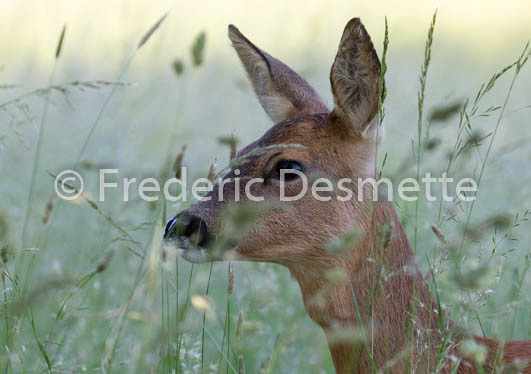 Roe deer (Capreolus capreolus)-45