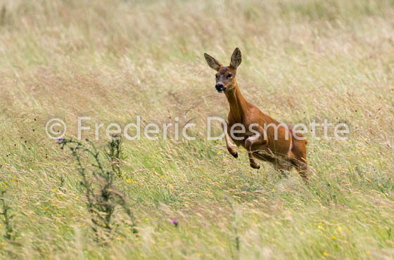 Roe deer (Capreolus capreolus)-47