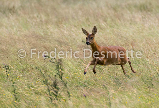Roe deer (Capreolus capreolus)-48