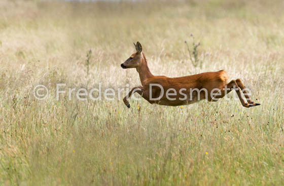 Roe deer (Capreolus capreolus)-49