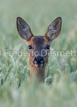 Roe deer (Capreolus capreolus)-53