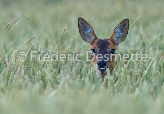 Roe deer (Capreolus capreolus)-55