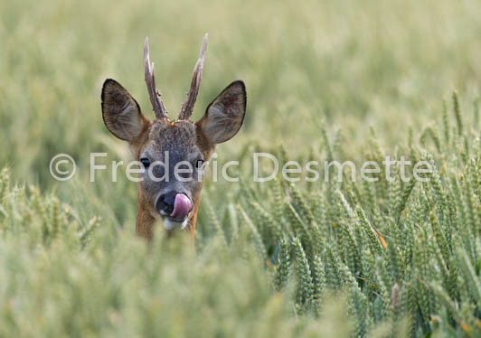 Roe deer (Capreolus capreolus)-59