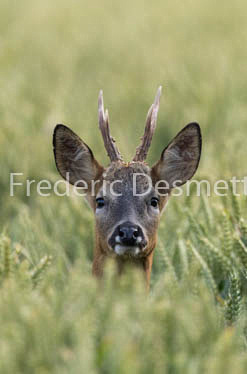 Roe deer (Capreolus capreolus)-60