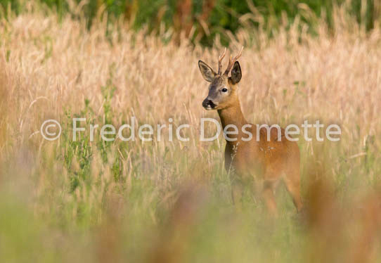 Roe deer (Capreolus capreolus)-61