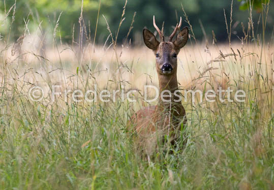 Roe deer (Capreolus capreolus)-63
