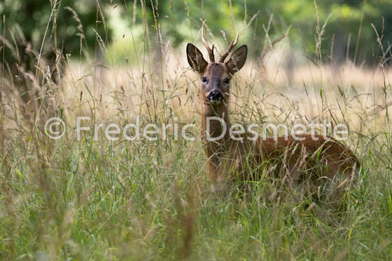 Roe deer (Capreolus capreolus)-64