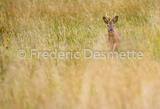 Roe deer (Capreolus capreolus)-65