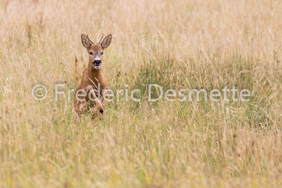 Roe deer (Capreolus capreolus)-66