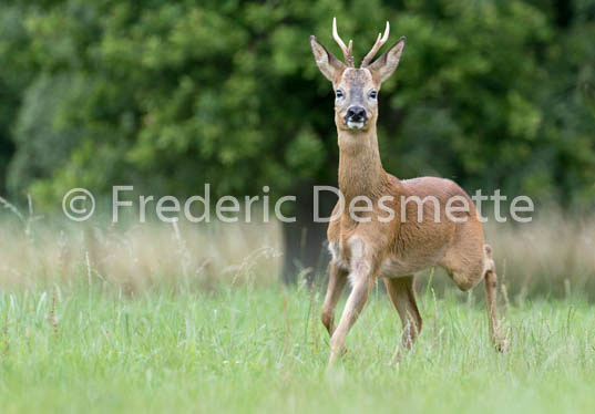 Roe deer (Capreolus capreolus)-69