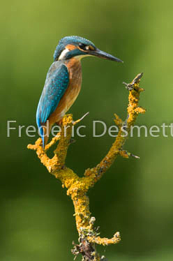 Kingfisher (Alcedo atthis)-230