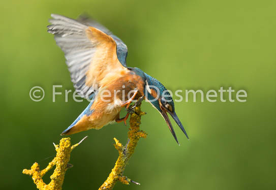 Kingfisher (Alcedo atthis)-231