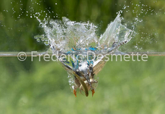 Kingfisher (Alcedo atthis)-233
