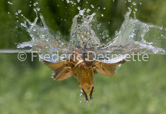 Kingfisher (Alcedo atthis)-234