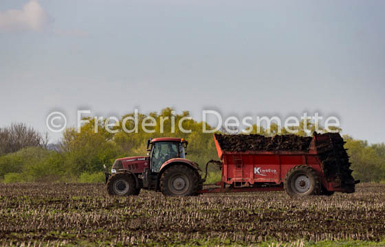 Tractor moving muck-19