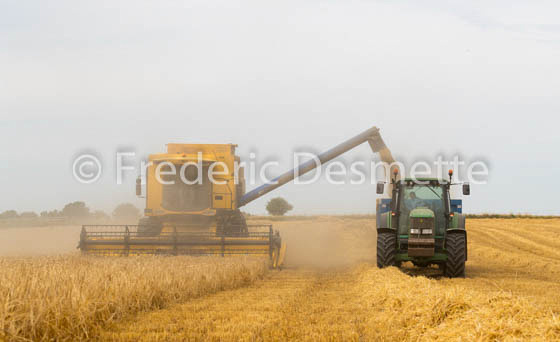 Combine harvester harvesting baley-17