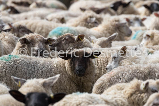 Sheep (Ovis aries)-65