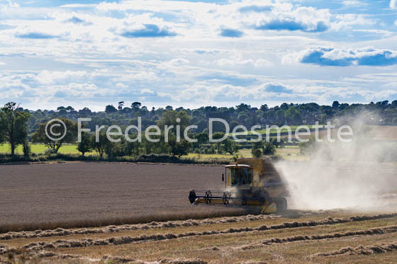 Combine harvester harvesting wheat-9