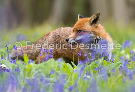 Red fox (Vulpes vulpes) -712