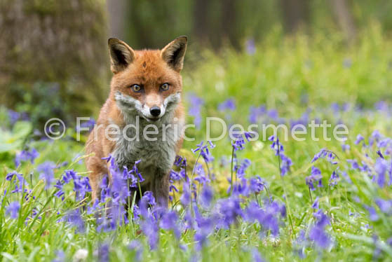 Red fox (Vulpes vulpes) -720