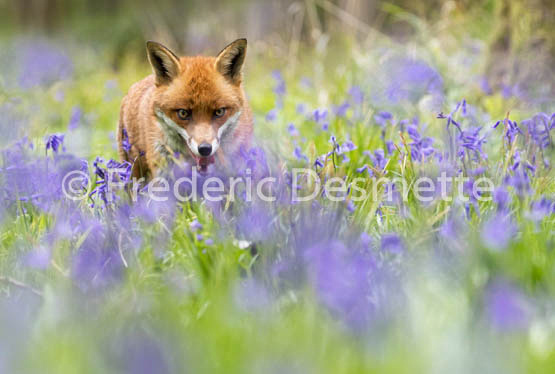 Red fox (Vulpes vulpes) -722
