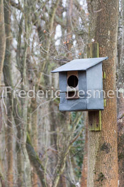 Nest box-1