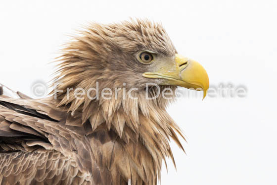White-tailed eagle (Haliaeetus albicilla)-64