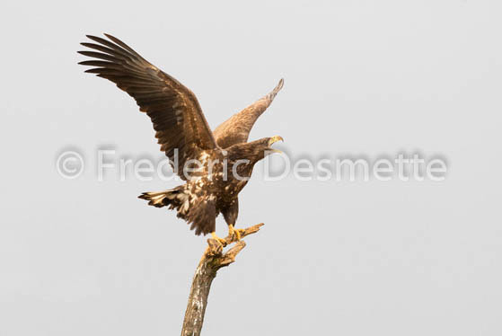 White-tailed eagle (Haliaeetus albicilla)-81