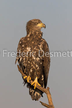 White-tailed eagle (Haliaeetus albicilla)-95