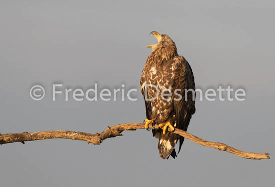 White-tailed eagle (Haliaeetus albicilla)-104