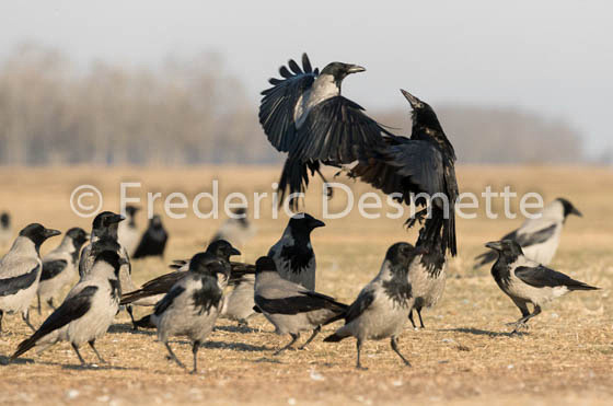 Hooded crow (Corvus cornix)-55