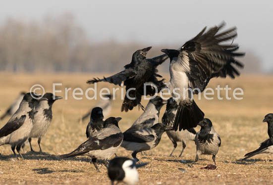 Hooded crow (Corvus cornix)-56