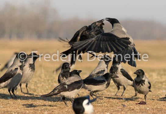 Hooded crow (Corvus cornix)-57