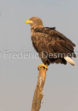 White-tailed eagle (Haliaeetus albicilla)-127