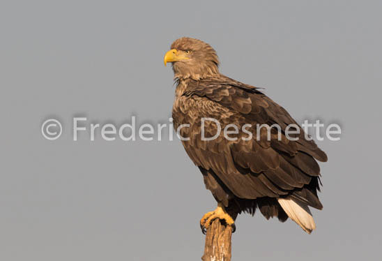 White-tailed eagle (Haliaeetus albicilla)-128