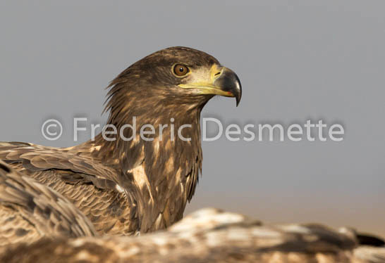 White-tailed eagle (Haliaeetus albicilla)-129