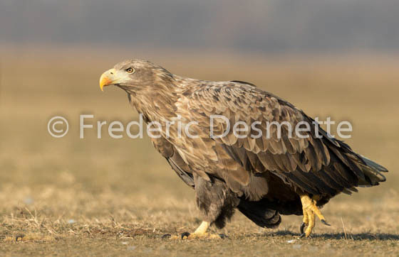 White-tailed eagle (Haliaeetus albicilla)-133