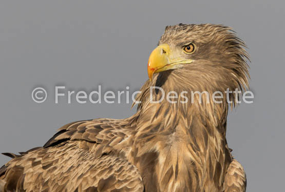 White-tailed eagle (Haliaeetus albicilla)-140