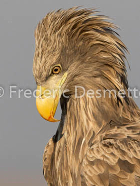 White-tailed eagle (Haliaeetus albicilla)-141