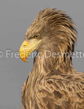 White-tailed eagle (Haliaeetus albicilla)-142