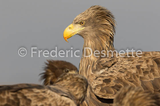 White-tailed eagle (Haliaeetus albicilla)-143