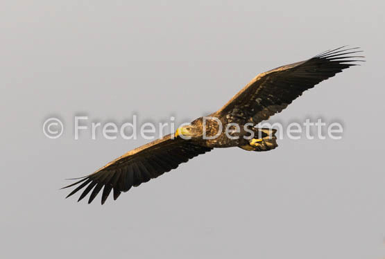 White-tailed eagle (Haliaeetus albicilla)-144