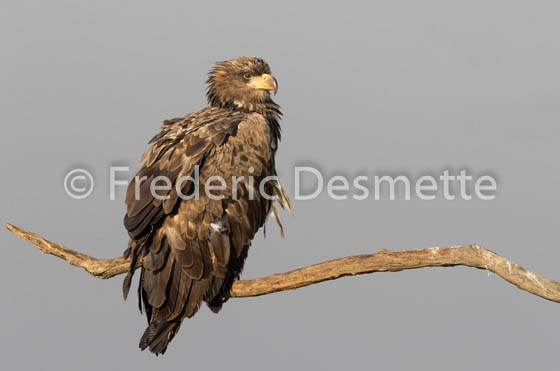 White-tailed eagle (Haliaeetus albicilla)-145