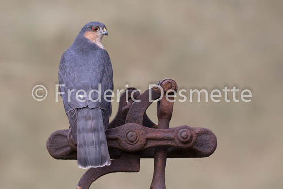 Sparrowhawk (Accipiter nisus )-110