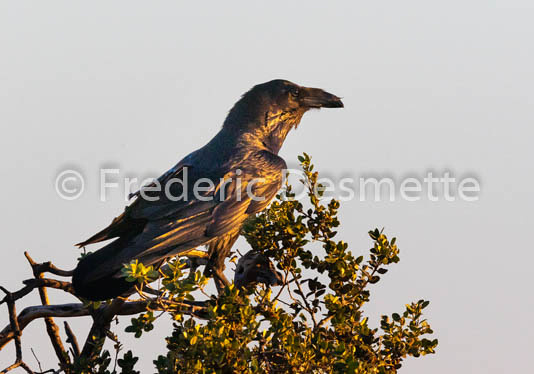 Raven  (Corvus corax)-315