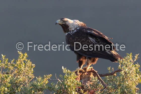 Spannish imperial eagle (Aquila adalberti)-1