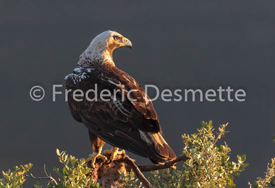 Spannish imperial eagle (Aquila adalberti)-2
