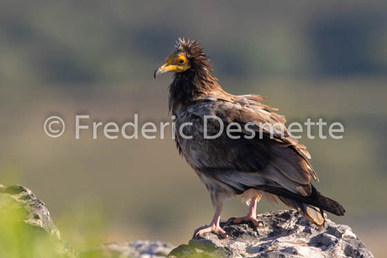 Egyptian vulture (Neophron percnopterus)-25